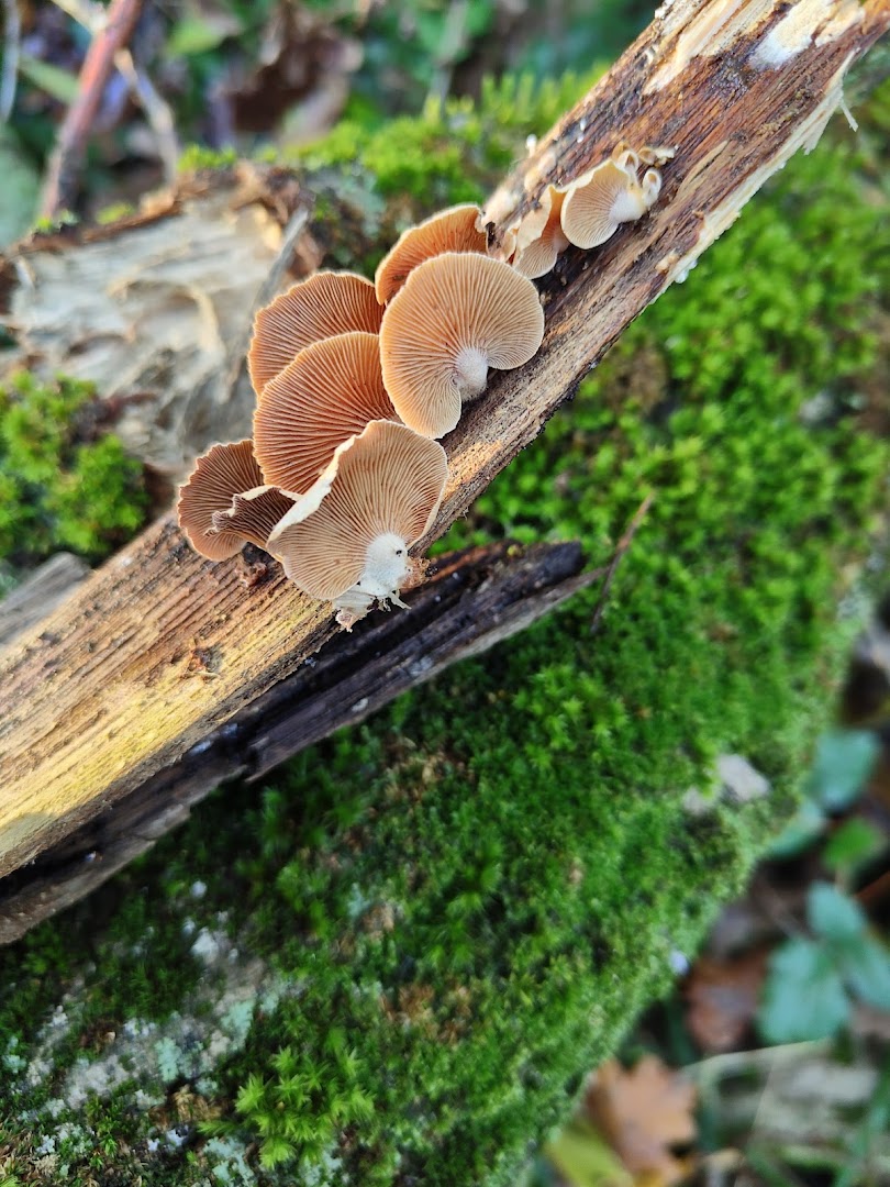 Bosco di Cavalier, Gorgo al Monticano