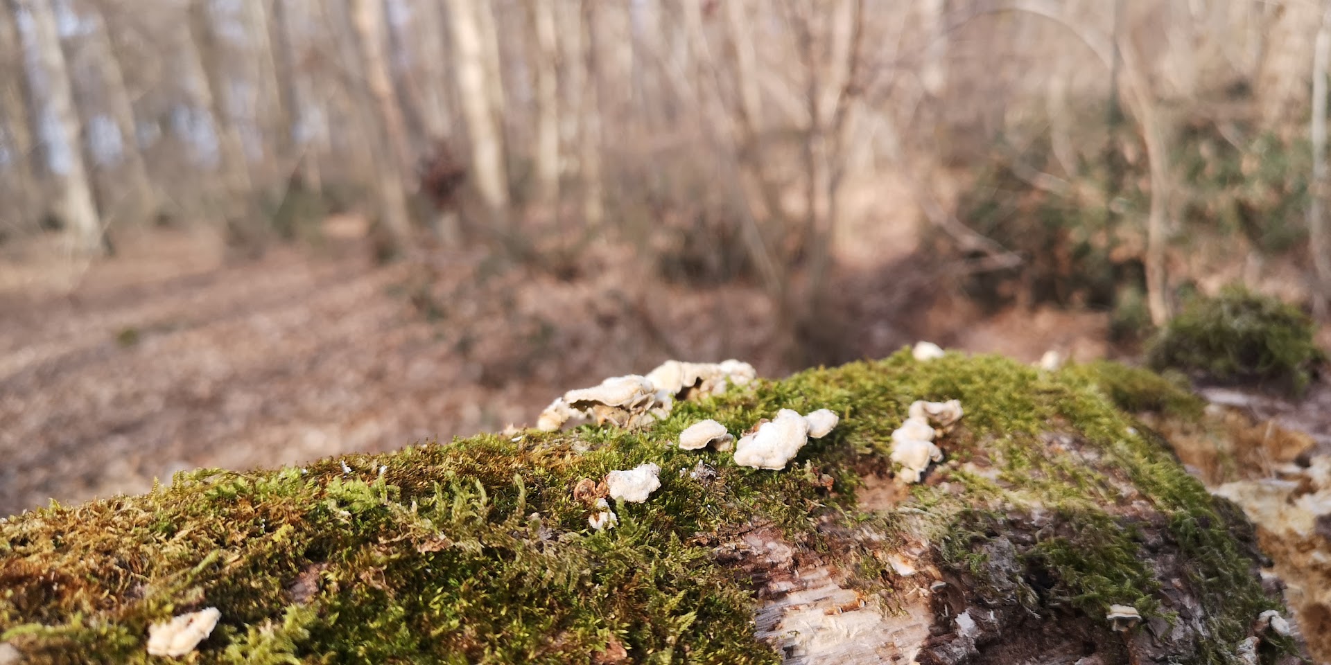 Bosco di Cavalier