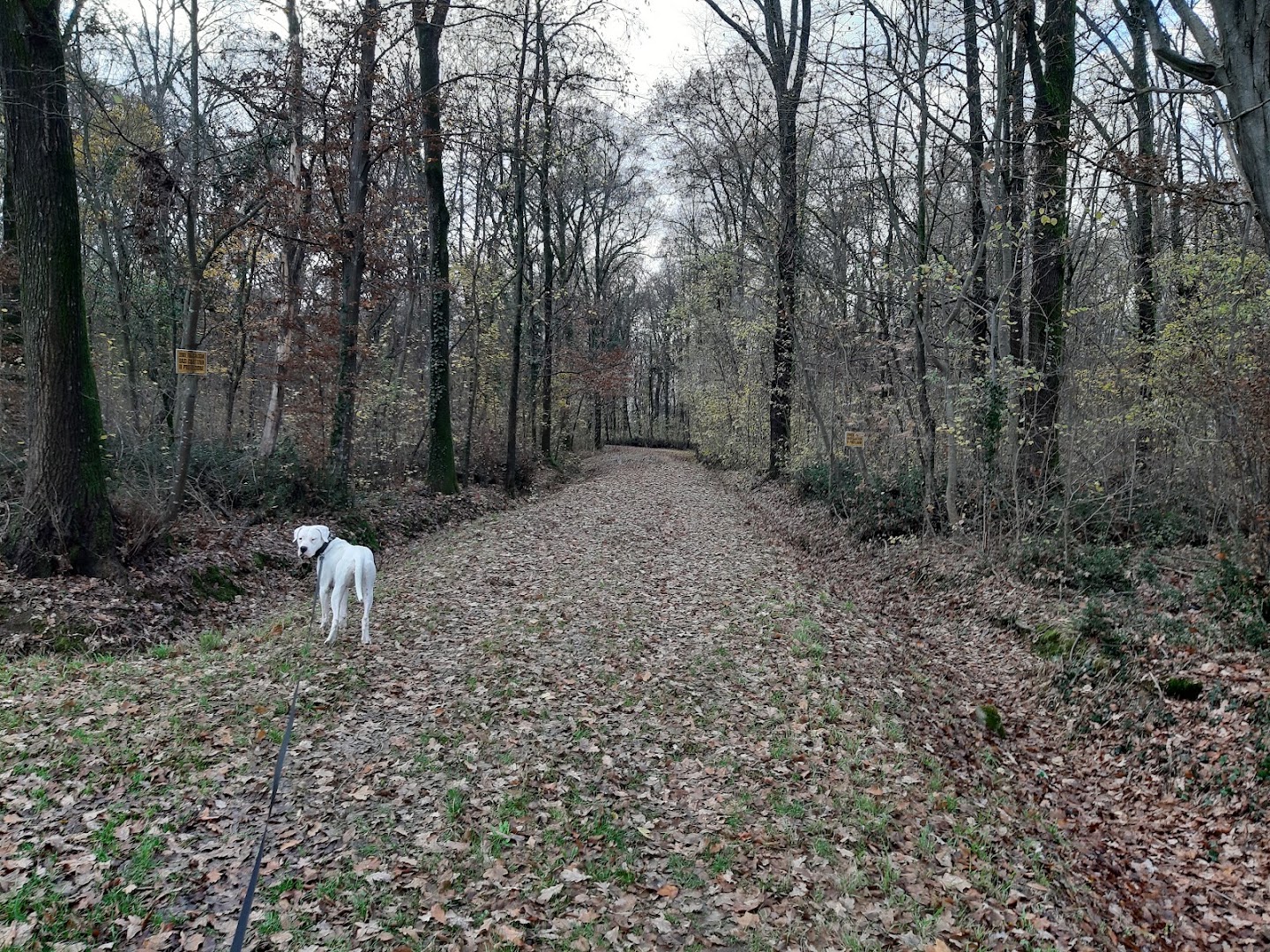 Bosco di Cavalier