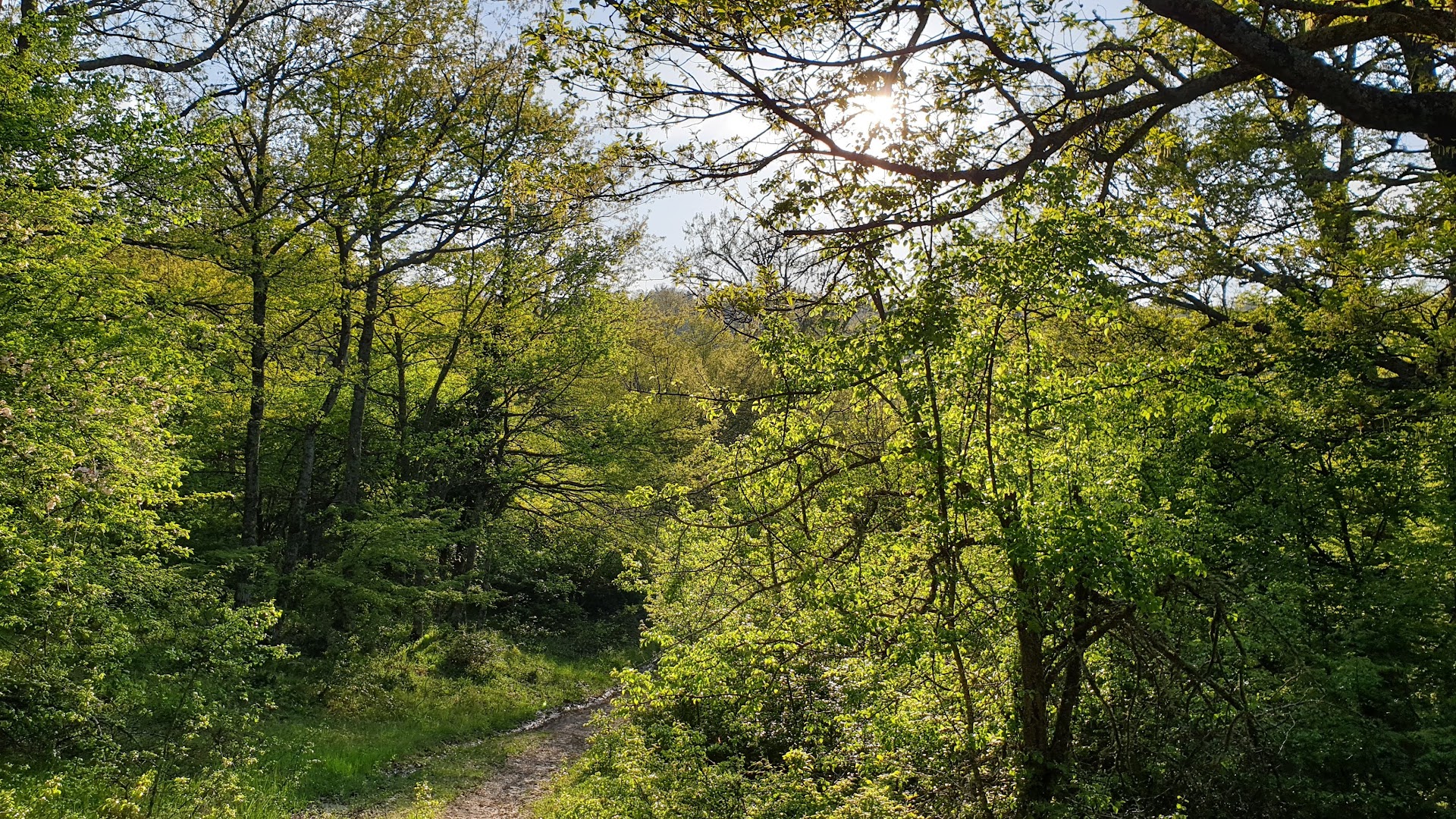 Bosco di Fonti