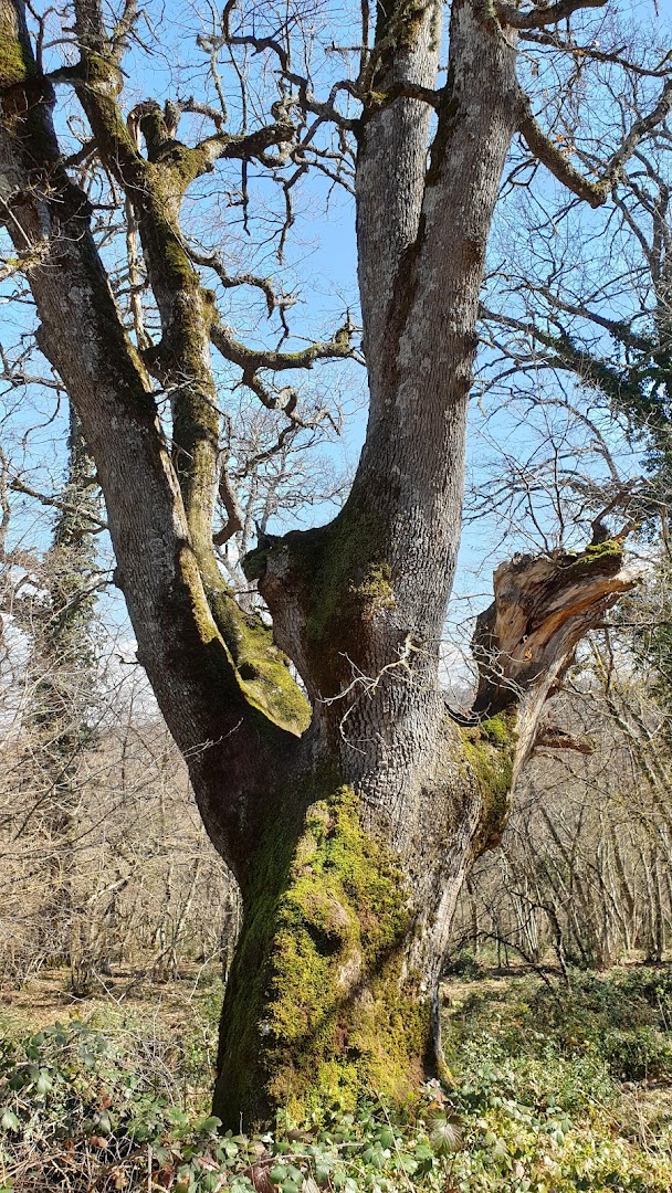 Bosco di Fonti, Tricarico