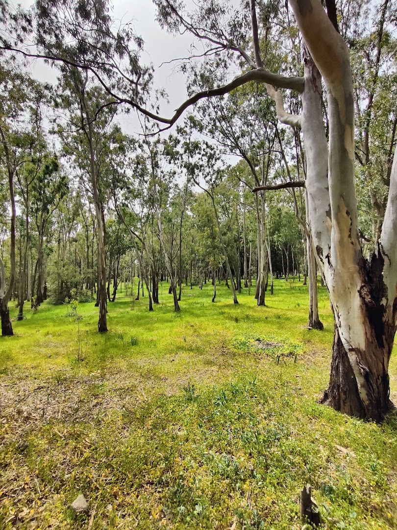 Bosco di Marineo