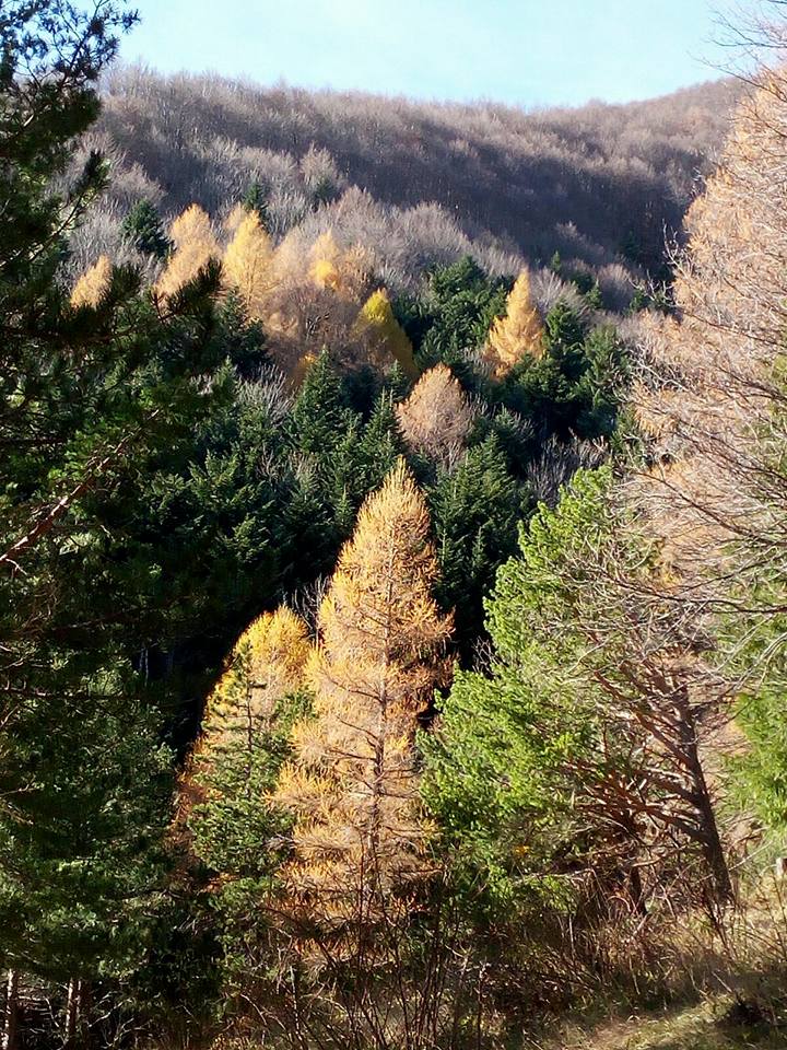 Bosco di San Gerbone