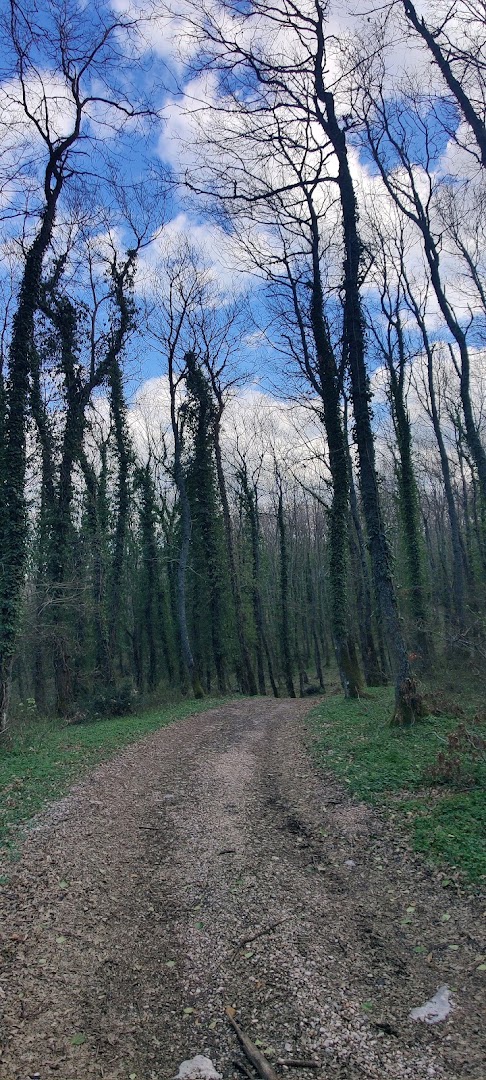 Bosco Macchione