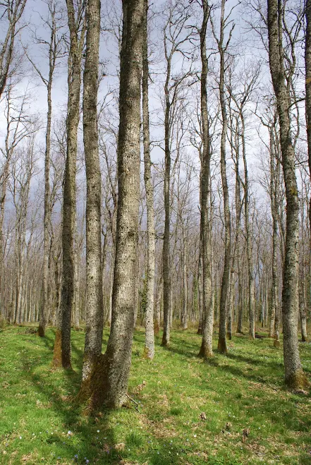 Bosco Pianelle, Tufara