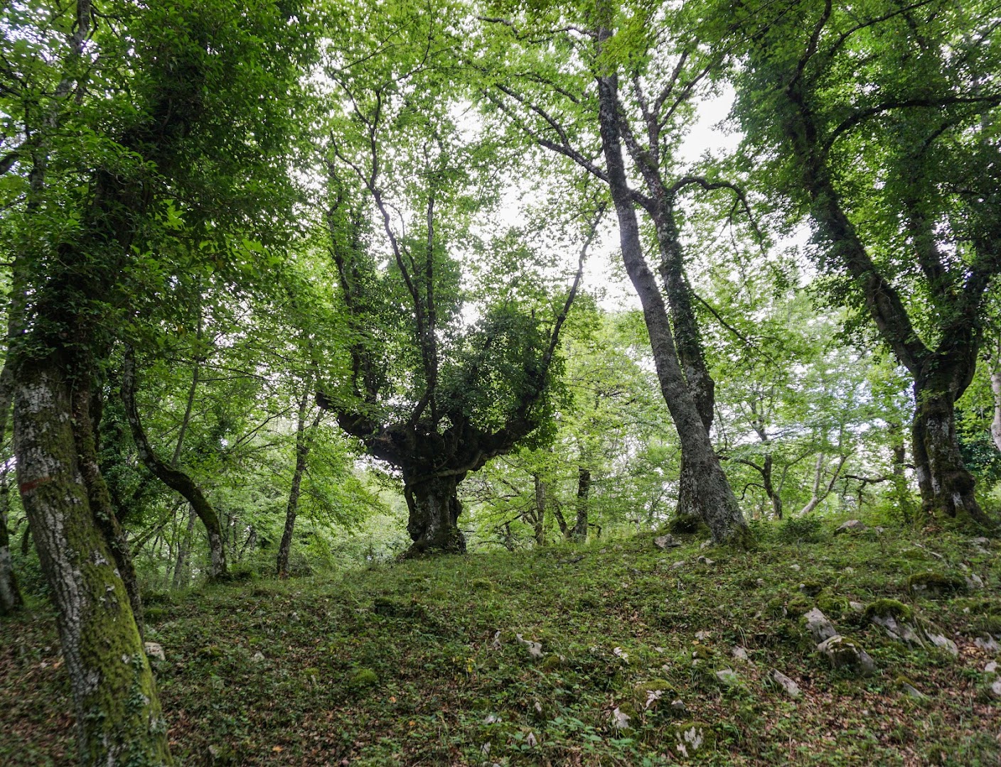 Bosco Quarto, Monte Sant'Angelo