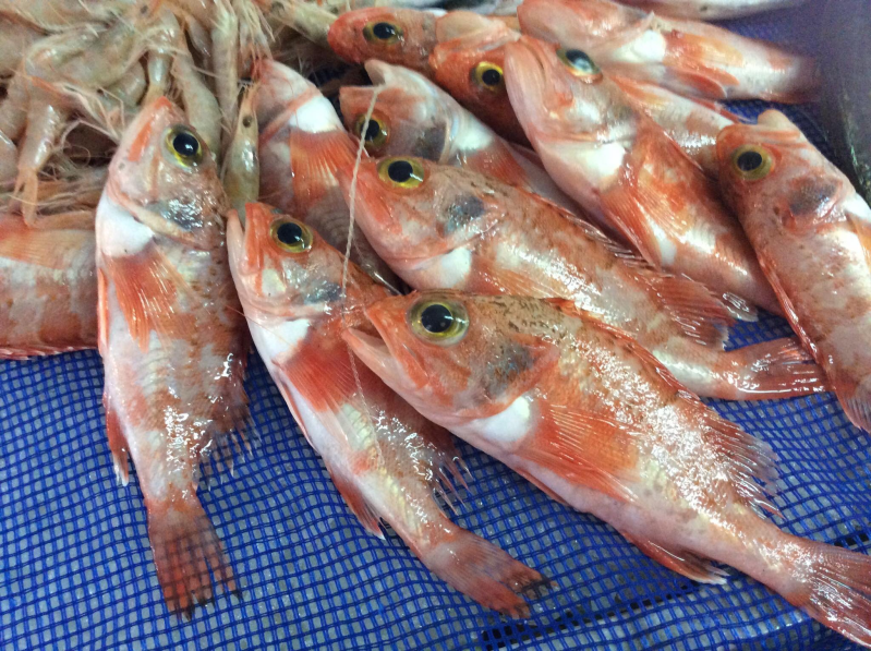 Bottega del pesce di Emanuele Gallina