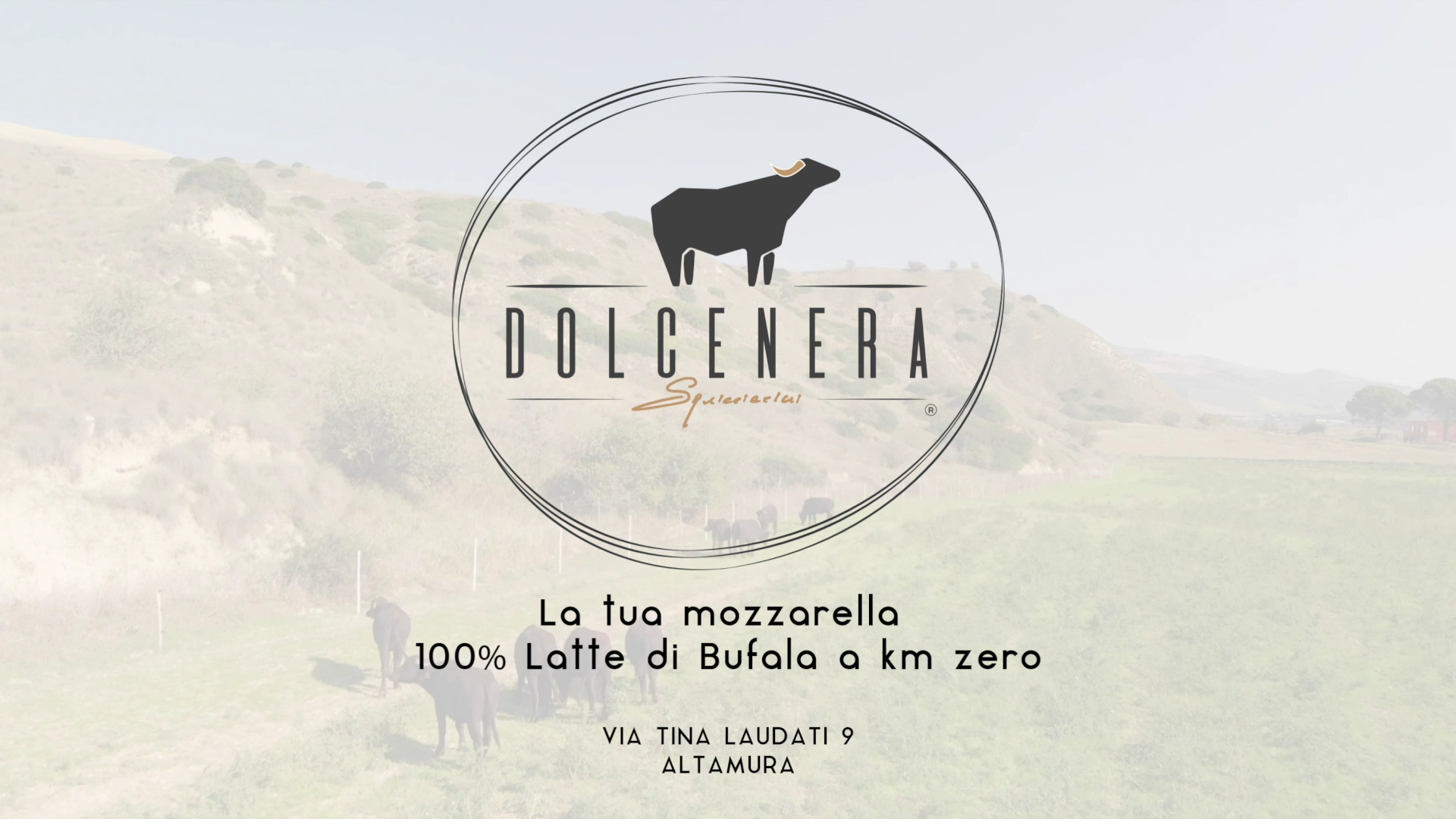 Bufala Dolcenera