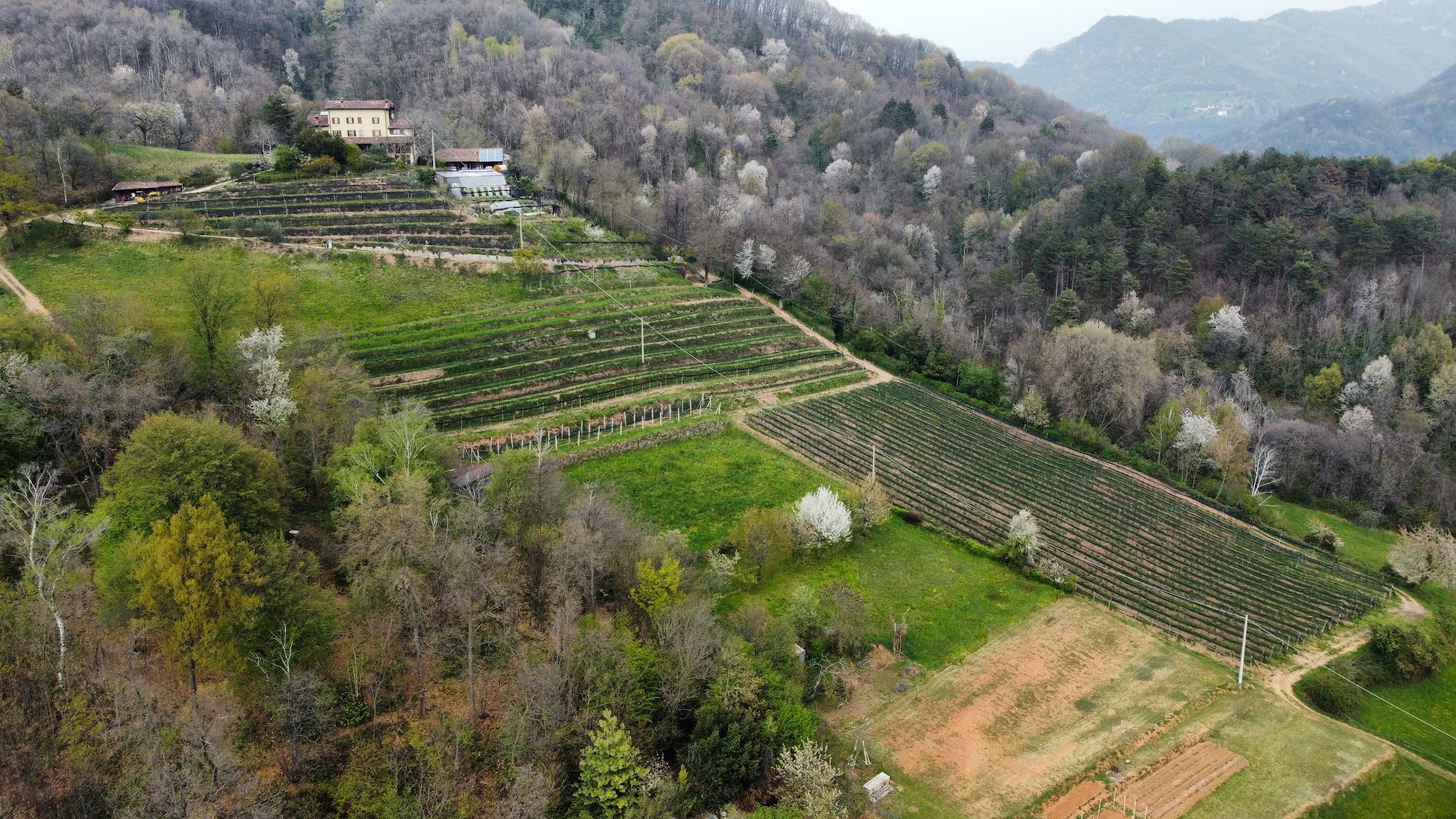 Ca' Verde - Vino biologico - produzione vendita