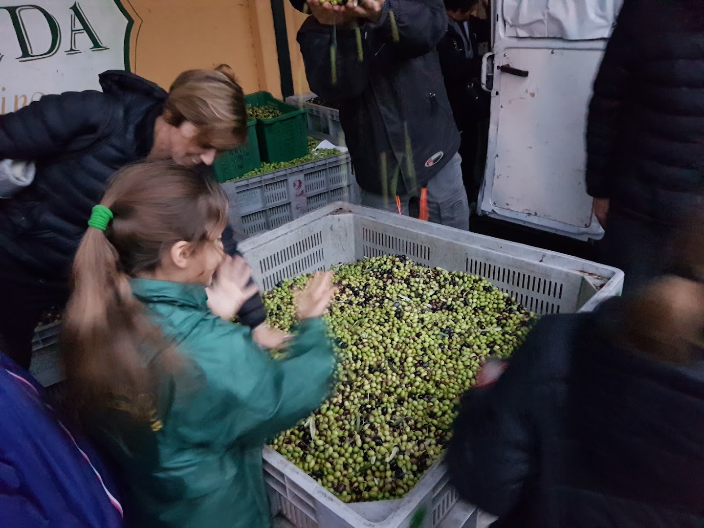 Camilli Gemma