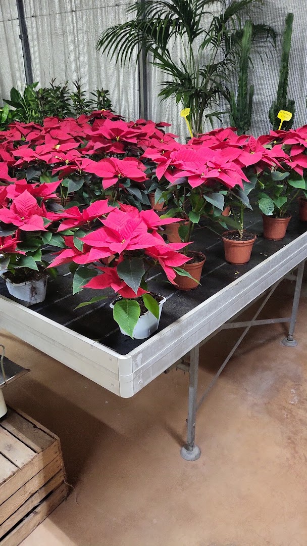 CAMOLESE FLORICOLTURA,PRODUZIONE PIANTE ORNAMENTALI,ORTO, FIORI,COMPOSIZIONI FLOREALI, Roncade