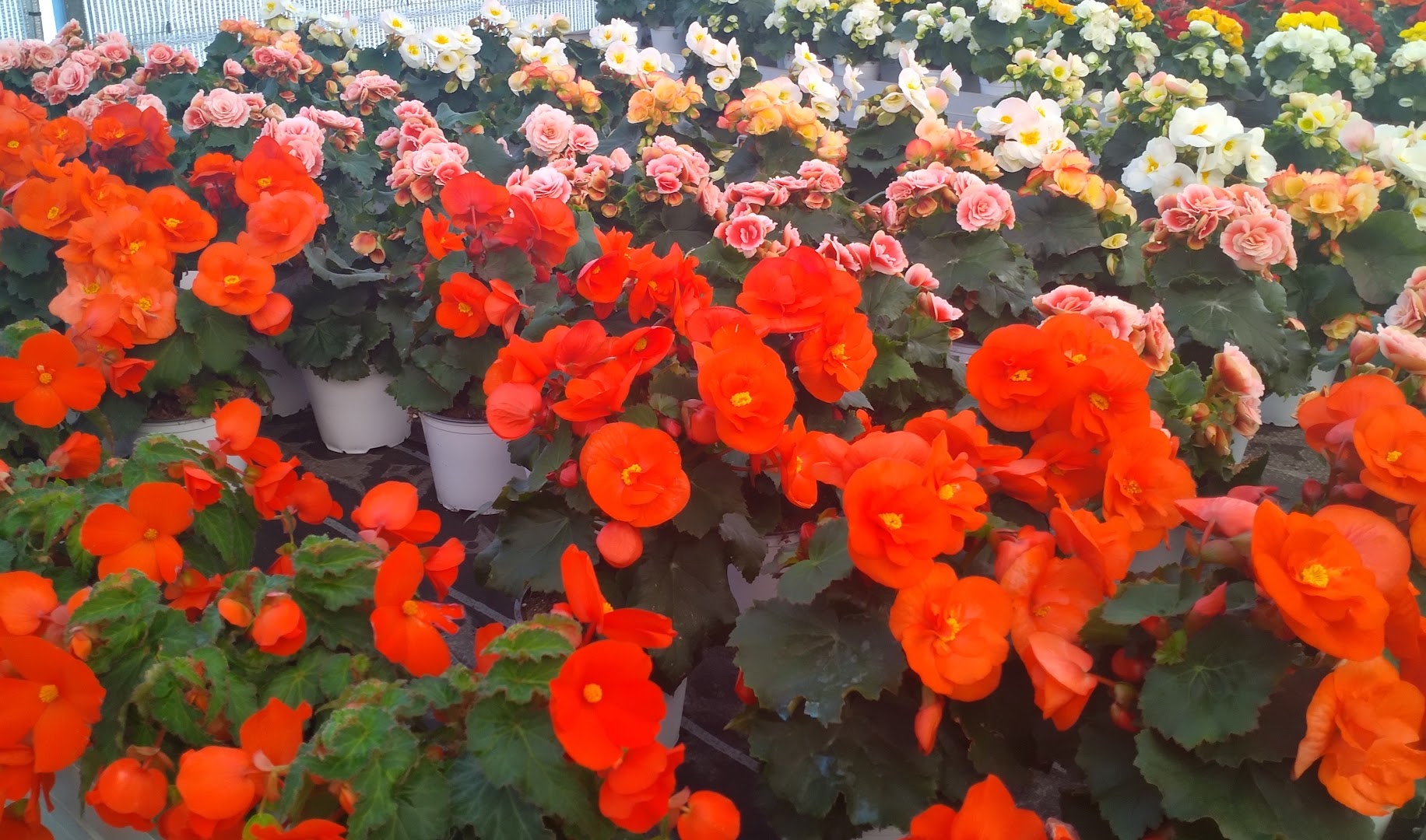 CAMOLESE FLORICOLTURA,PRODUZIONE PIANTE ORNAMENTALI,ORTO, FIORI,COMPOSIZIONI FLOREALI