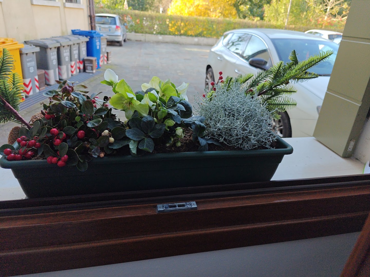 CAMOLESE FLORICOLTURA,PRODUZIONE PIANTE ORNAMENTALI,ORTO, FIORI,COMPOSIZIONI FLOREALI