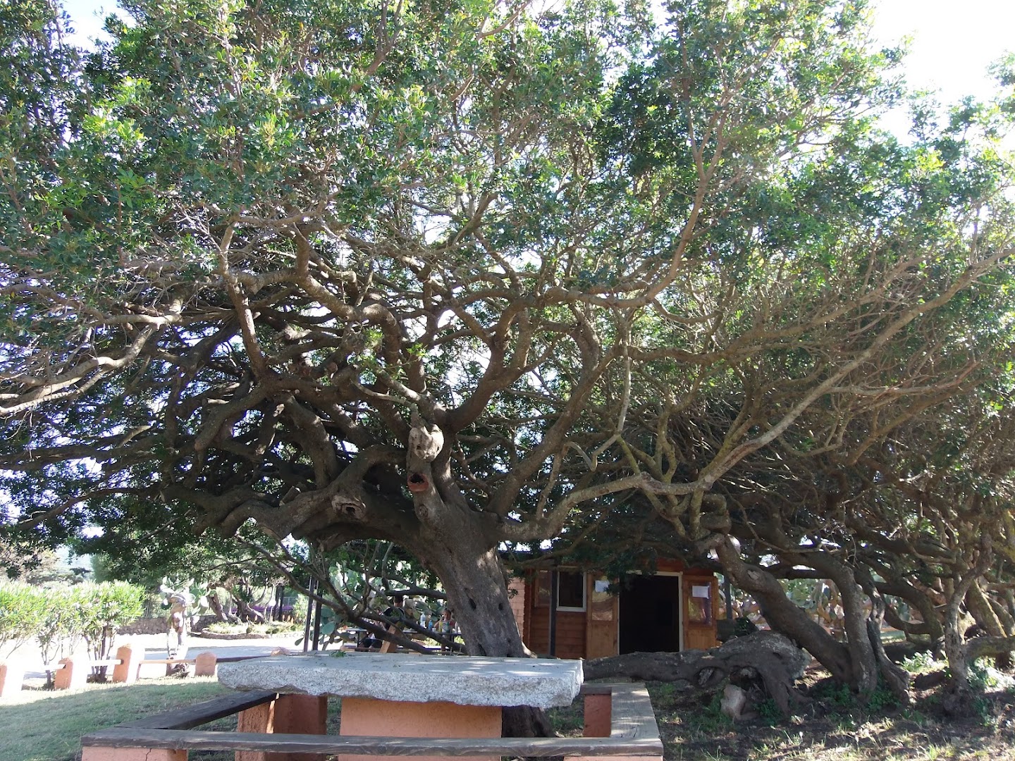 Camping La Liccia