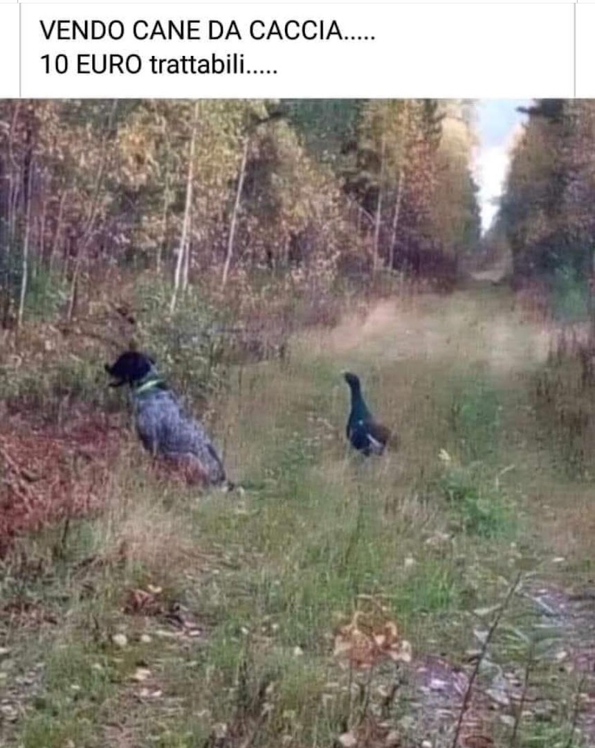 Campo cani Due Pioppi, Nonantola