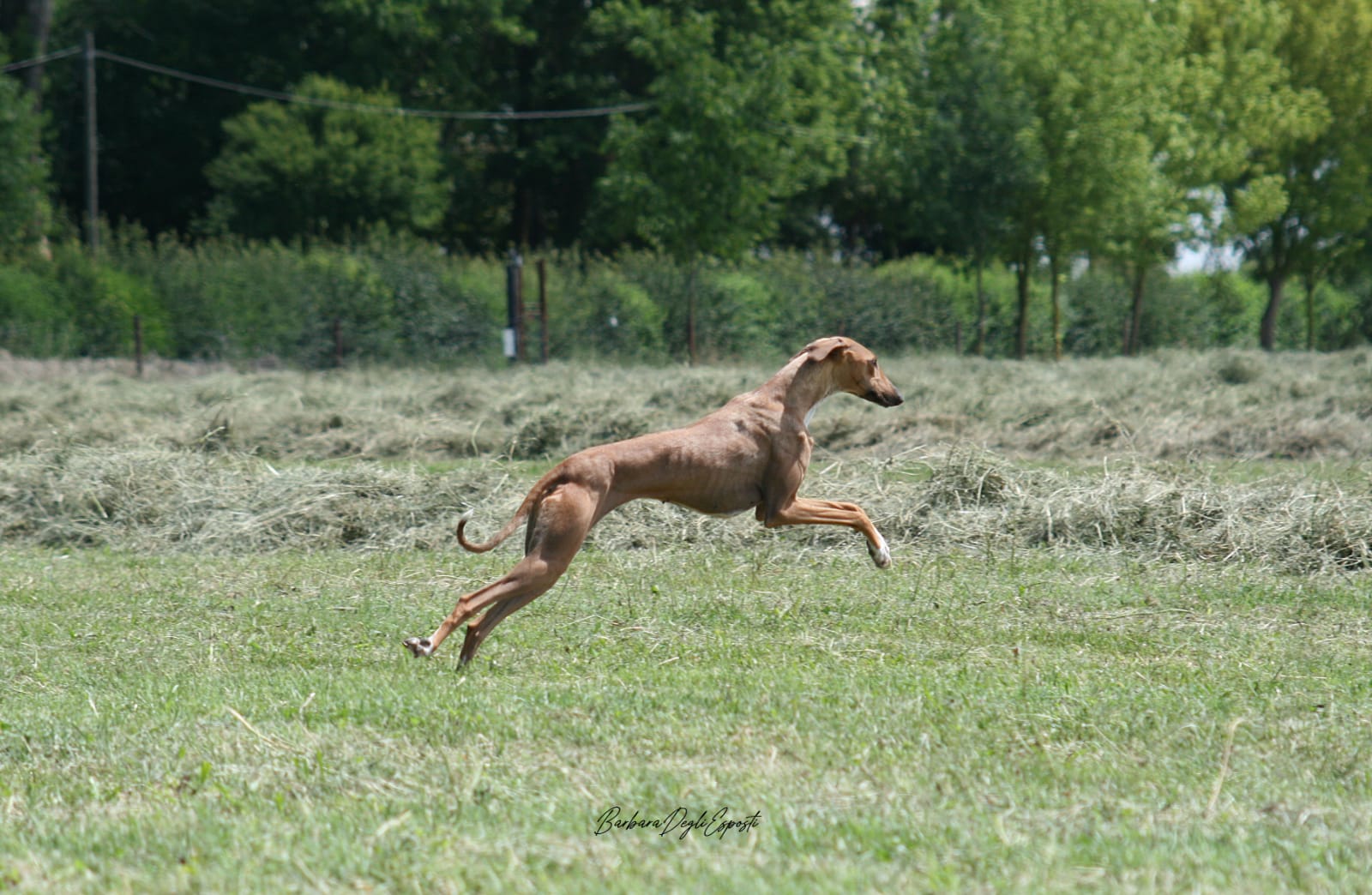 Campo cani Due Pioppi