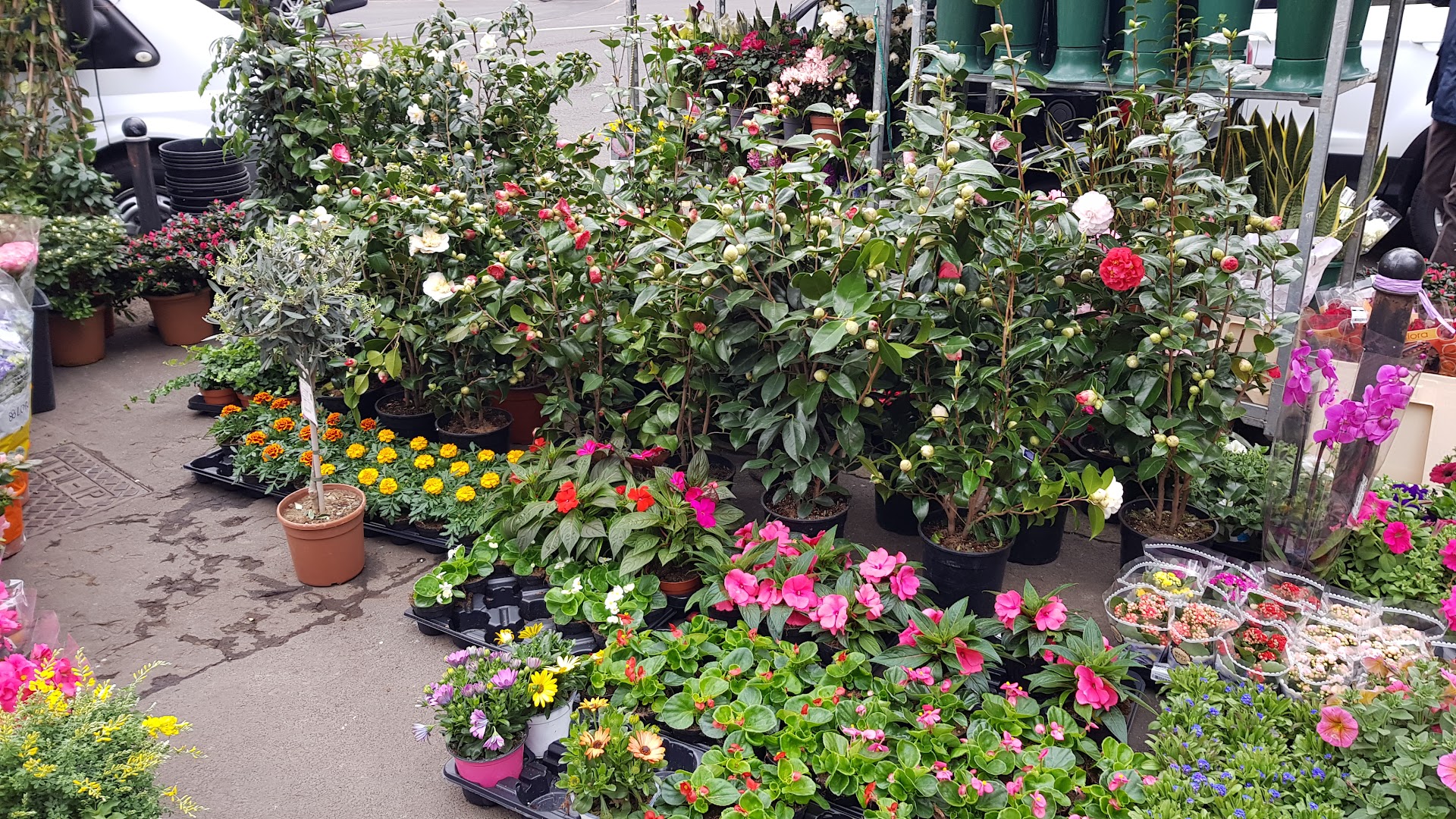 Cannavò Roberto Gaetano - Piante e Fiori, Milano