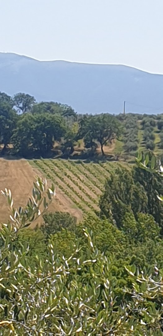 Cantina Bartoloni - Azienda agraria Bartoloni Maria Rosa
