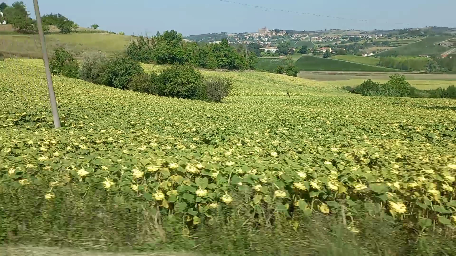 Cantina del Monferrato