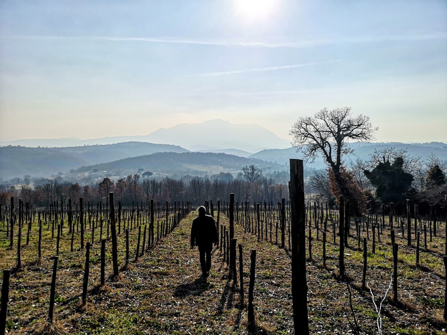 Cantina Di Prisco