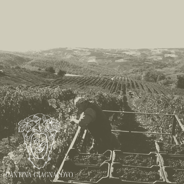 Cantina Giagnacovo