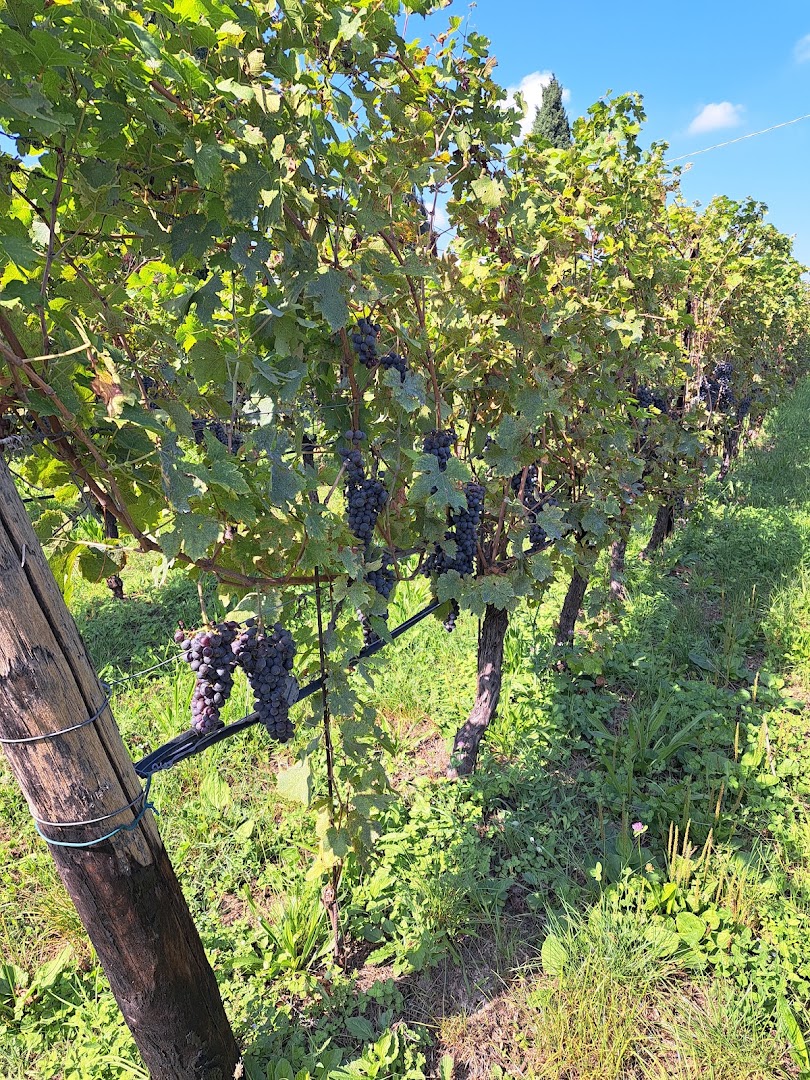 Cantina Giovanni Ederle