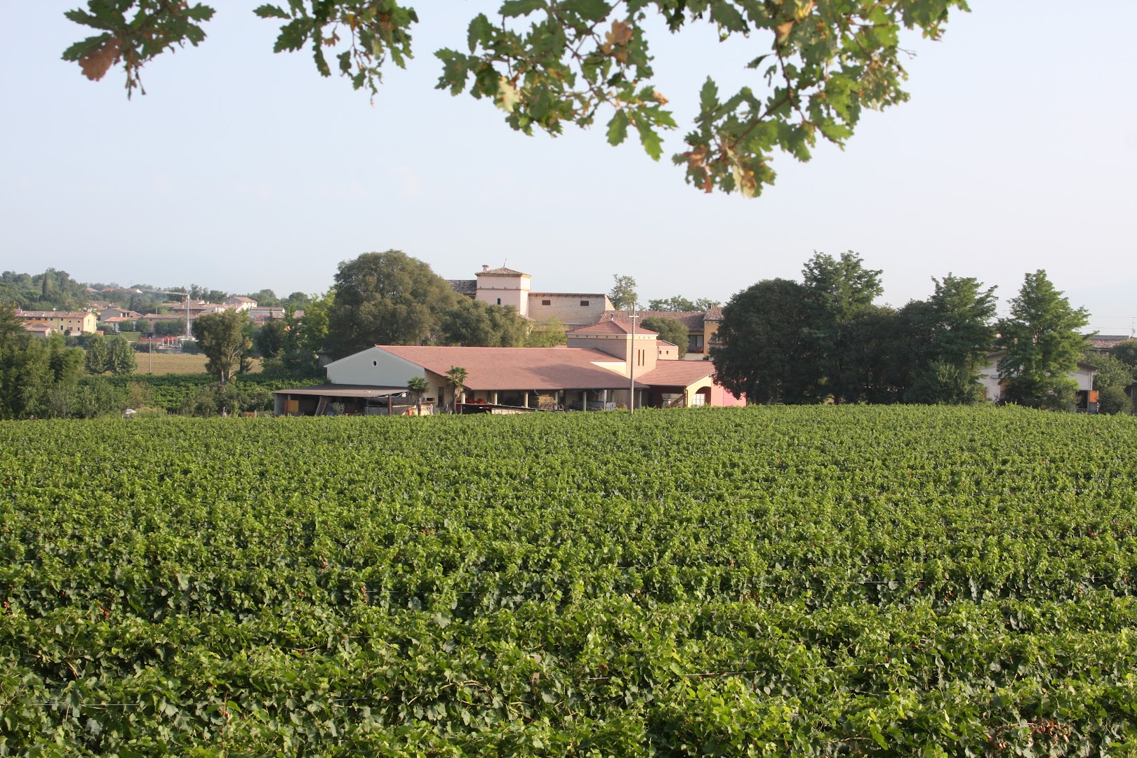 Cantina Gozzi Azienda Agricola