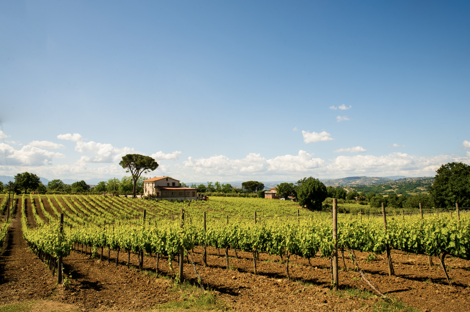 Cantina "Sella delle Spine"