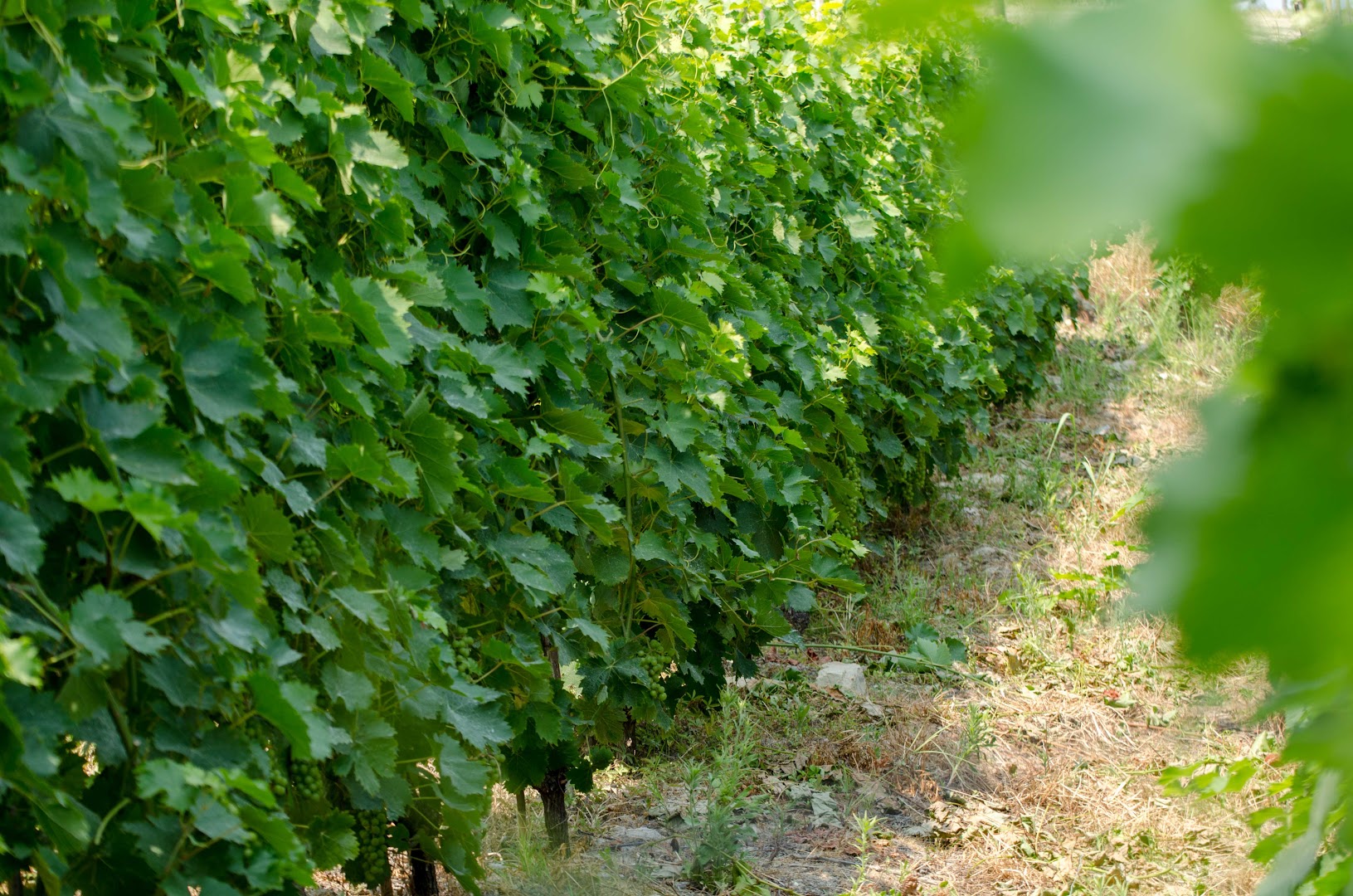 Cascina Brosia, Castiglione Tinella