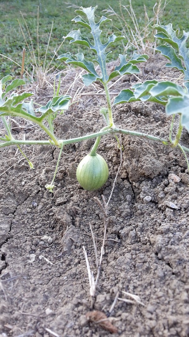 Caseificio Azienda Agricola Zootecnica Incannella Angelina