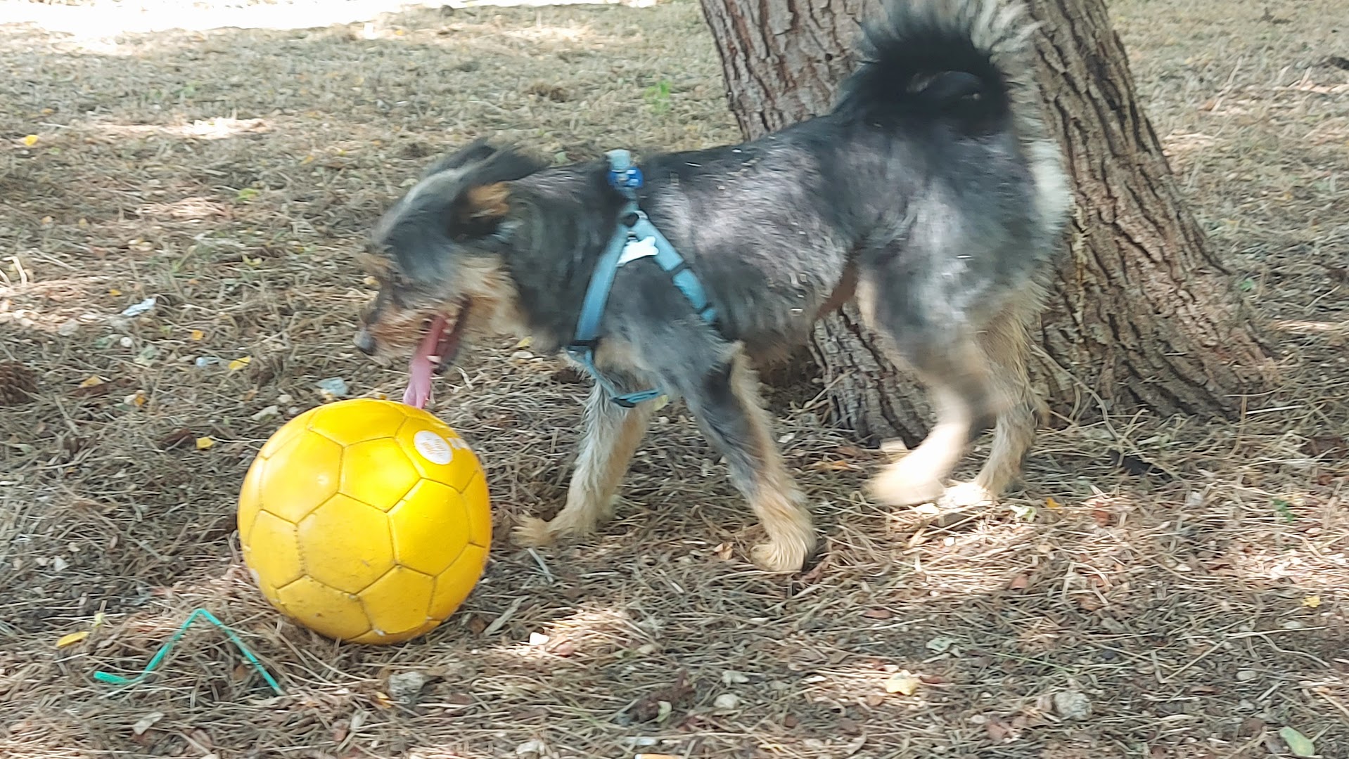 Cave Canem