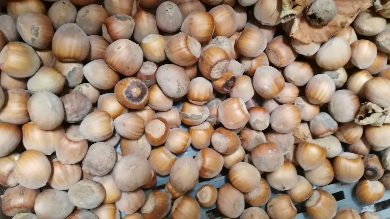 Central Frutta Chiefari