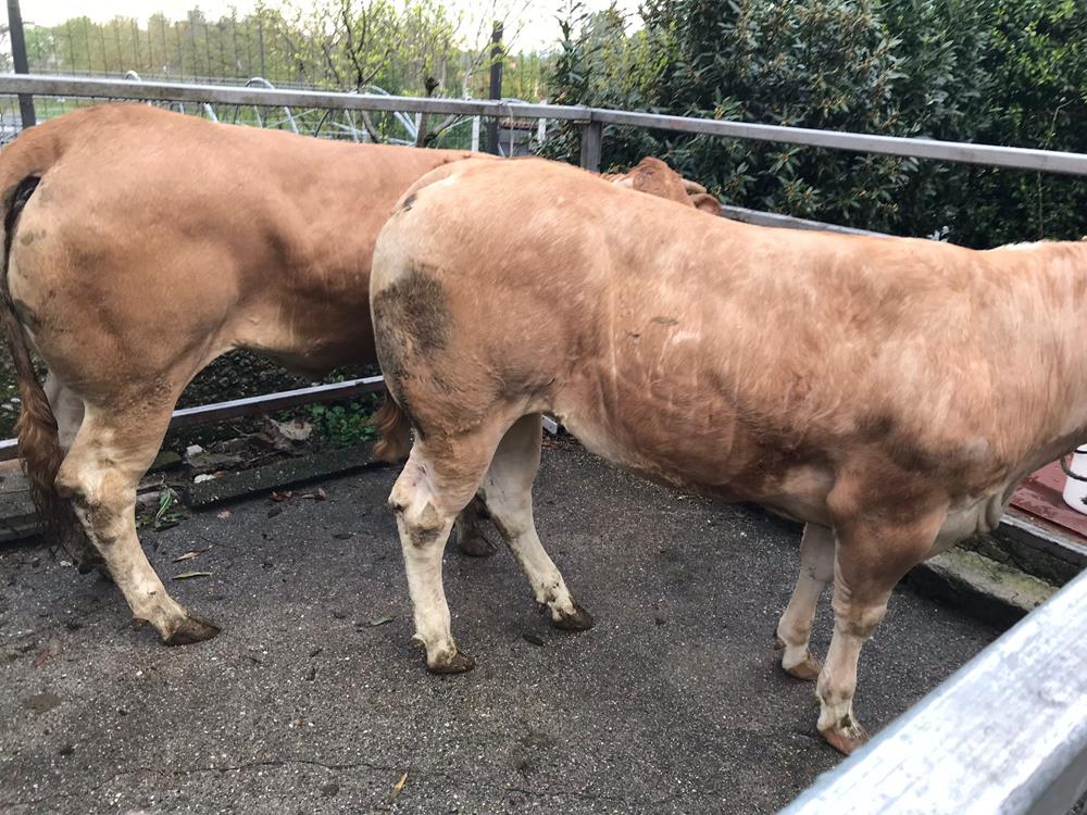 Centro Carni Za-Bo Di Zanchi F. & C. s.n.c.