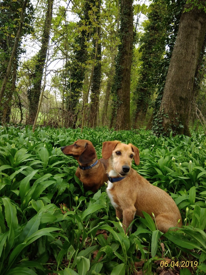 Centro Veterinario Al Lambro, Lesmo