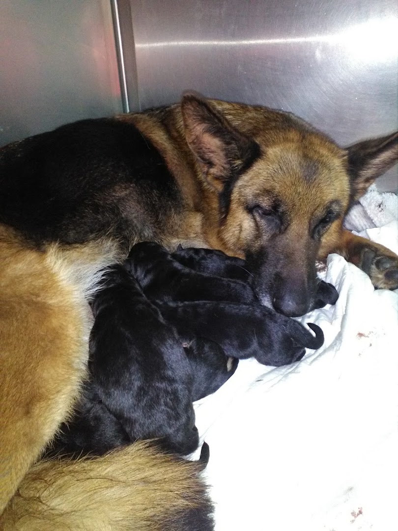 Centro Veterinario Al Lambro