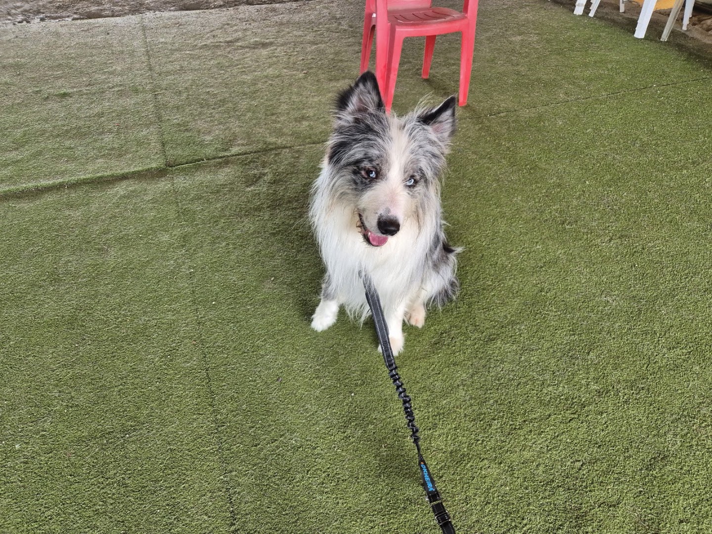 Charlie Dog SSD