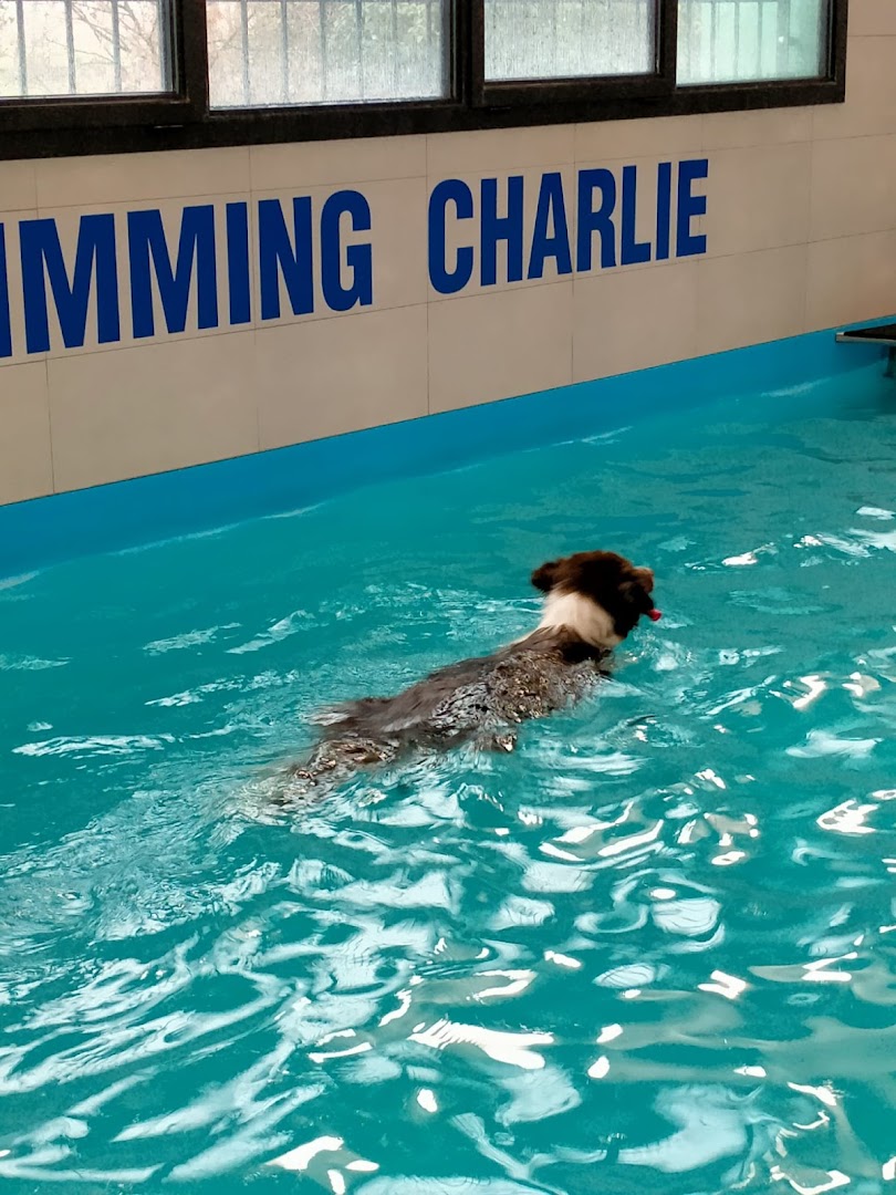 Charlie Dog SSD