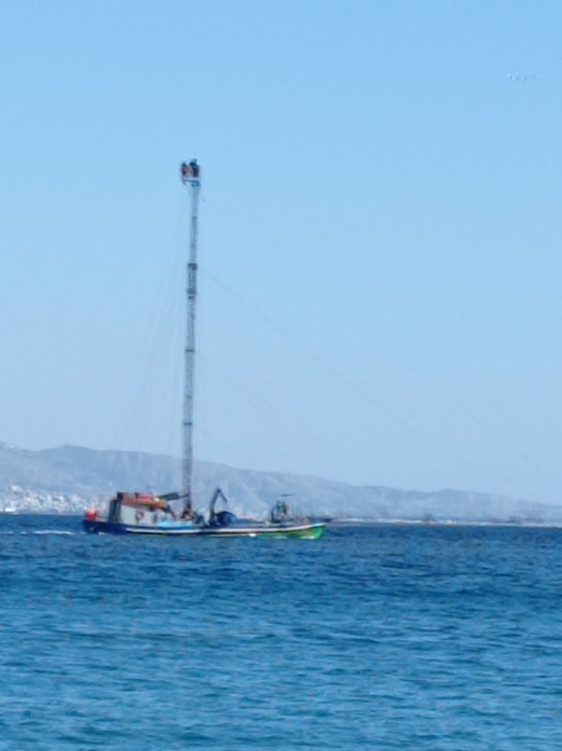 Ciauru di mare - Lido