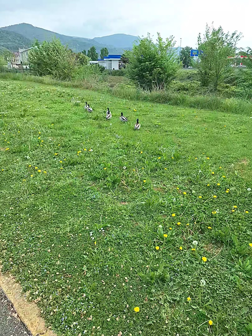 Ciclodromo
