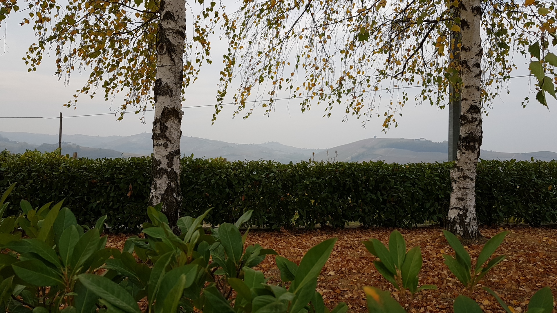 Cigliuti F.lli Azienda Agricola