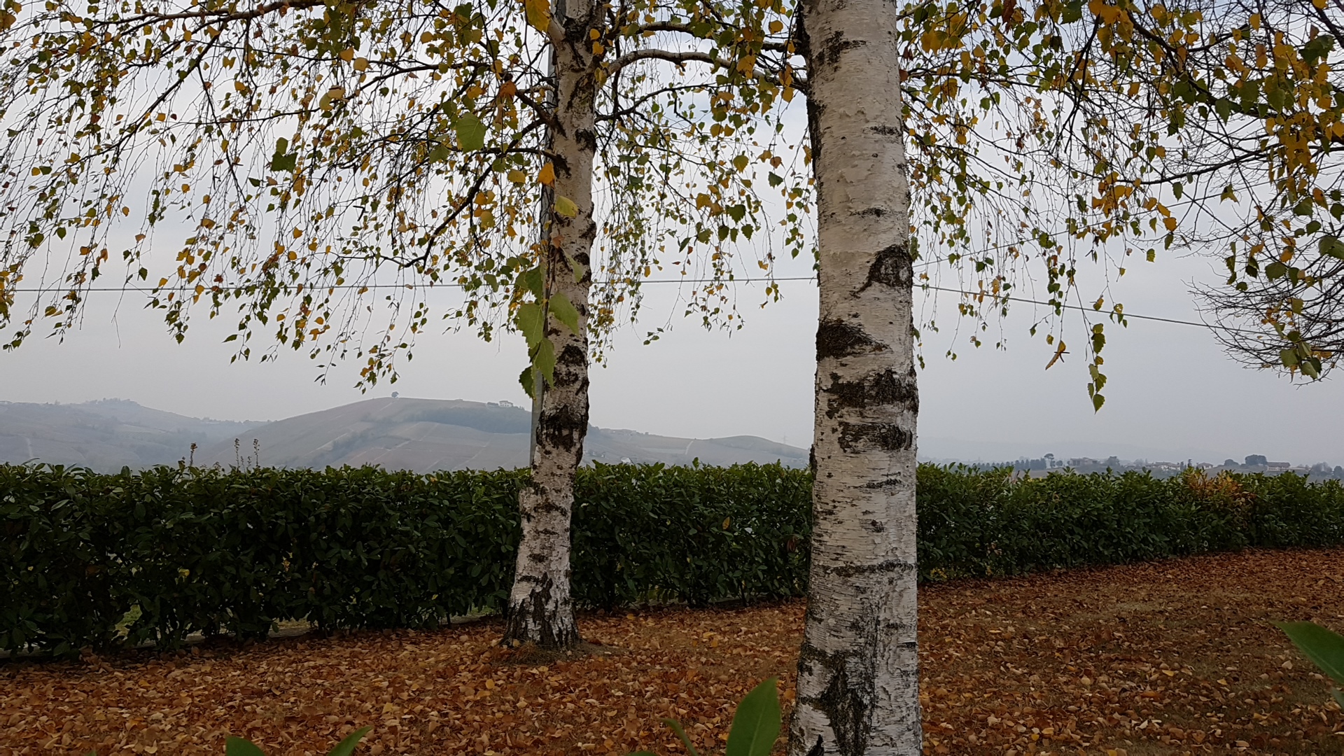 Cigliuti F.lli Azienda Agricola, Neive