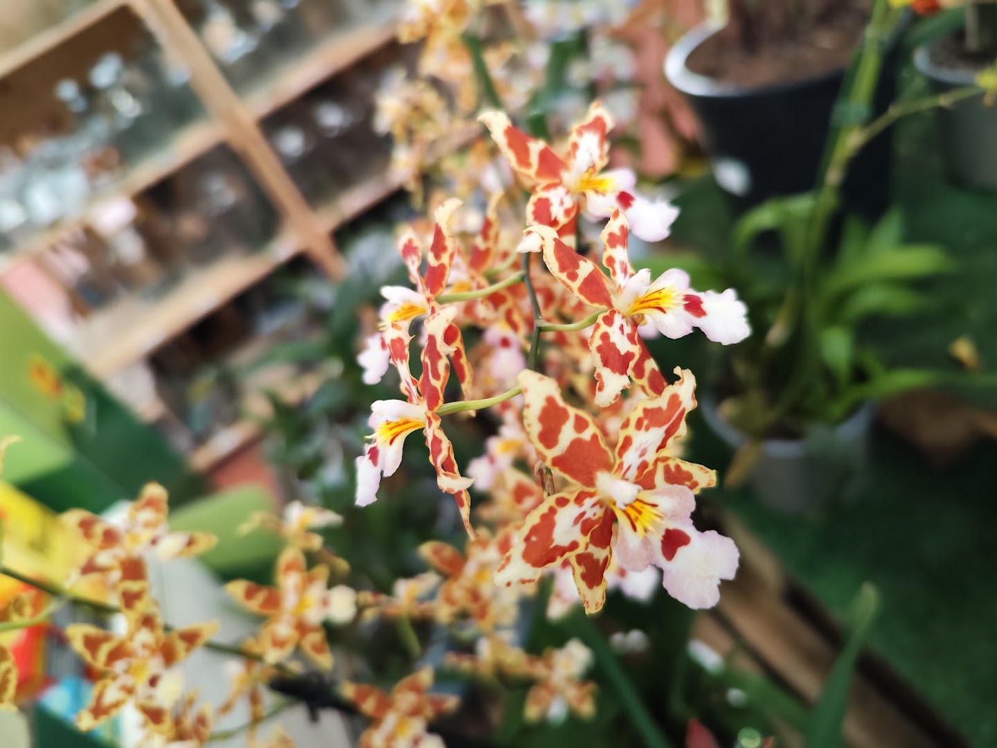 Città Flora Garden Center
