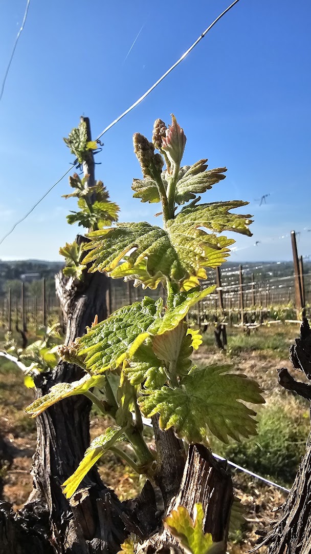 Civardi Oreste e Daniele Società Agricola e Produzione Vini Doc