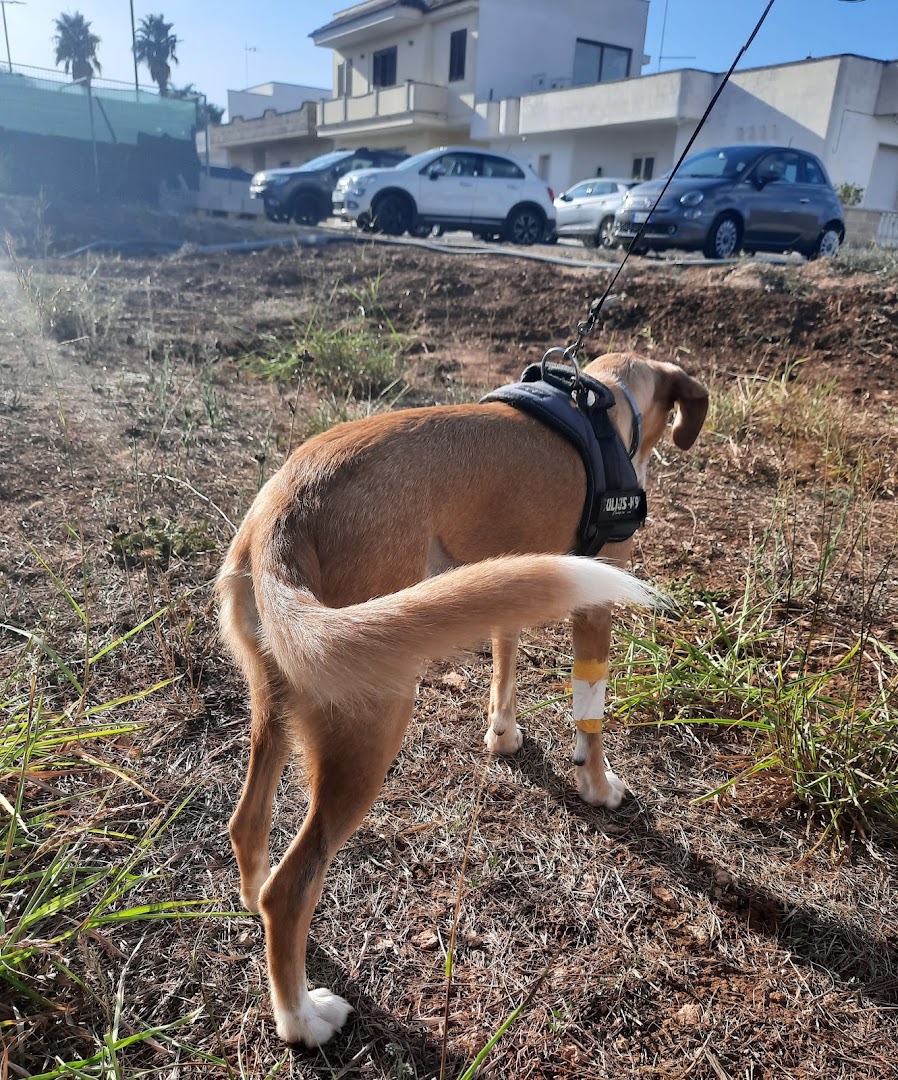 Clinica Veterinaria del Salento