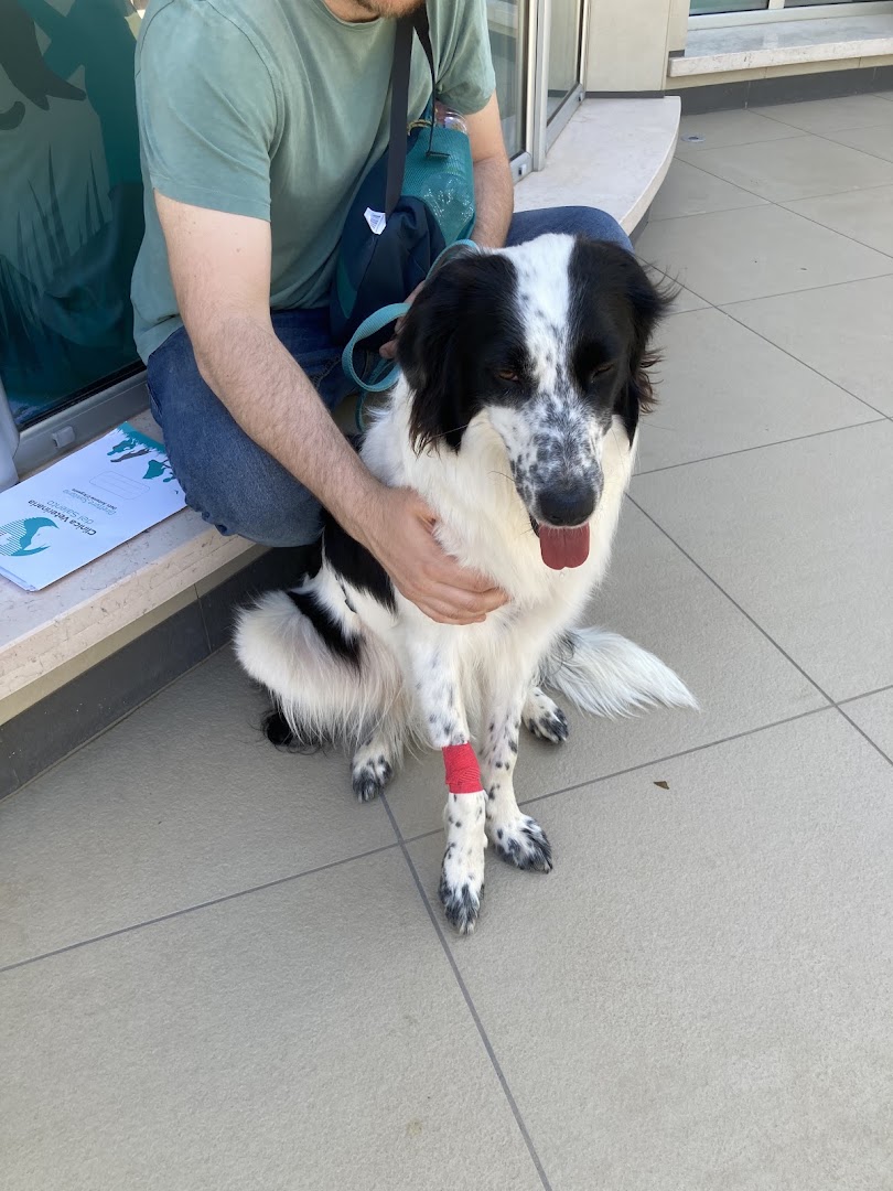 Clinica Veterinaria del Salento