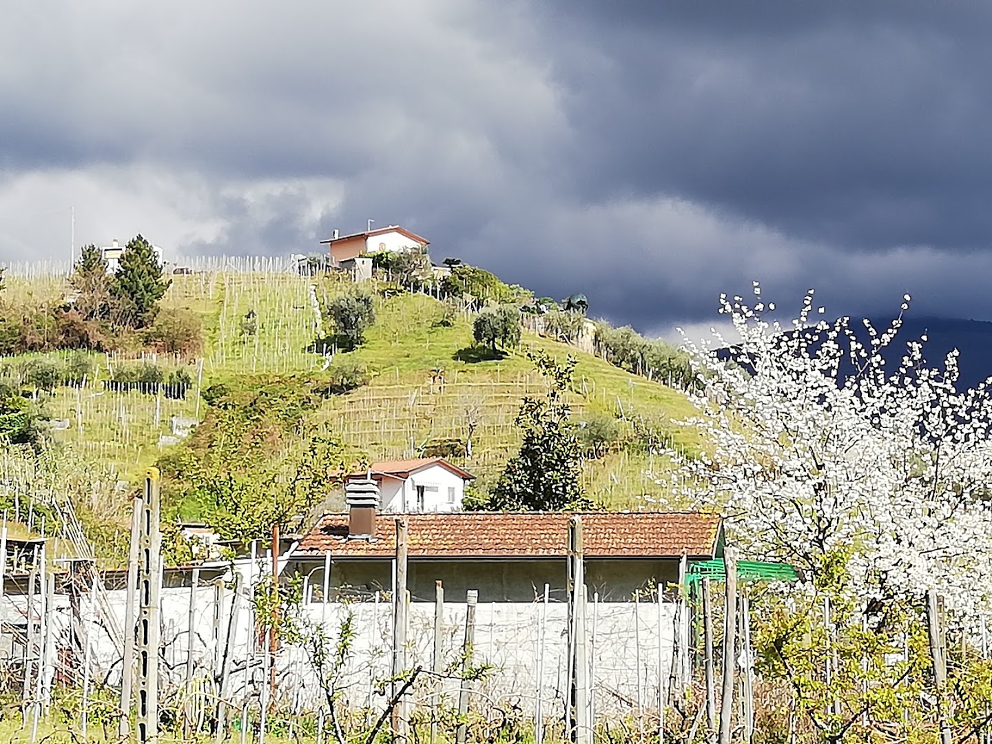 Colline del Candia