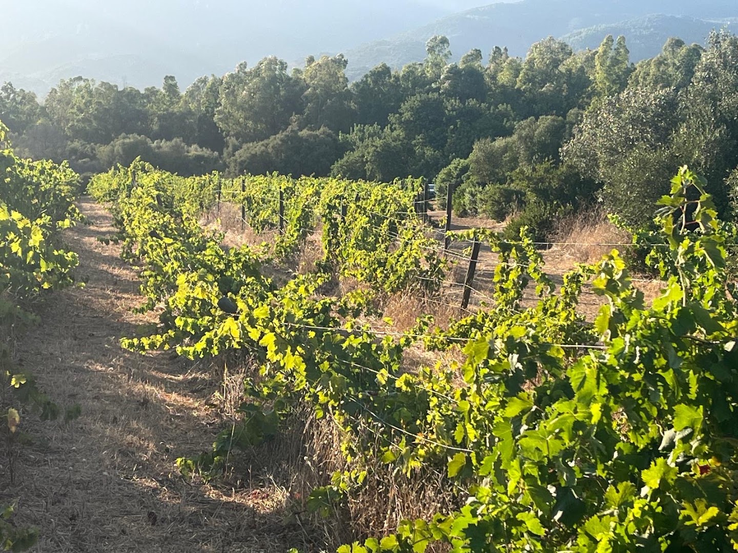 Colline del Vento | Vini Bio Villasimius, Villasimius