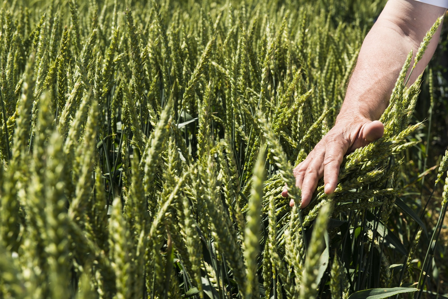 Consorzi Agrari D' Italia SpA - Ag. di GUSSAGO