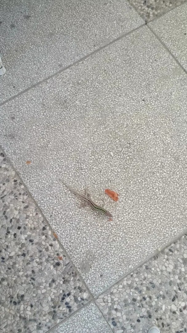 Controvento