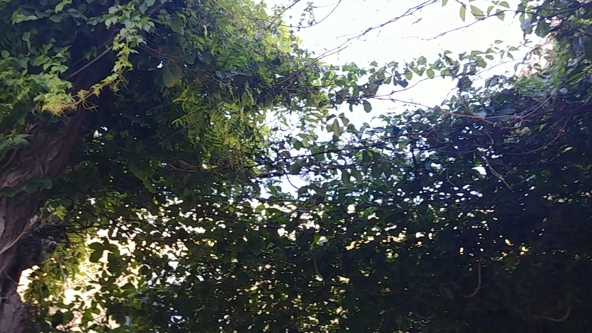Da Verde